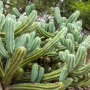 Candelabra Cactus