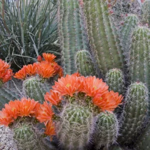 Claret Cup Cactus