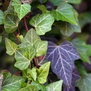 English Ivy