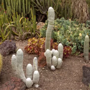 Old Man Cactus