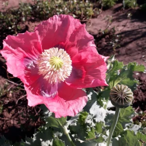 Poppy