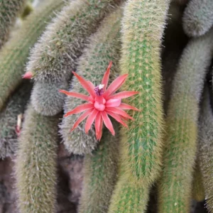 Rat tail cactus