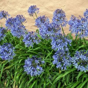 Agapanthus