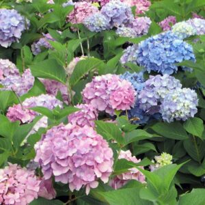 All Summer Hydrangea