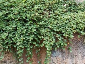 Crinkle Leaf Creeper