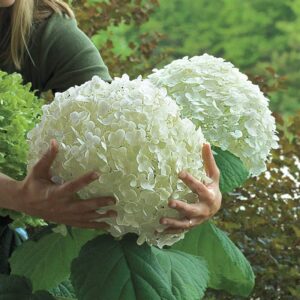 Incrediball Hydrangea