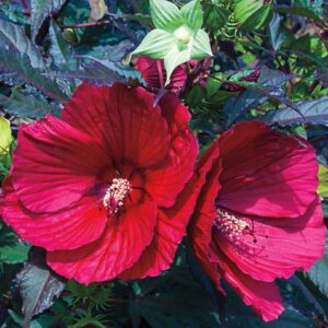 Midnight Marvel Hibiscus