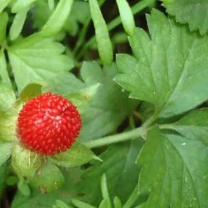Wild Strawberries